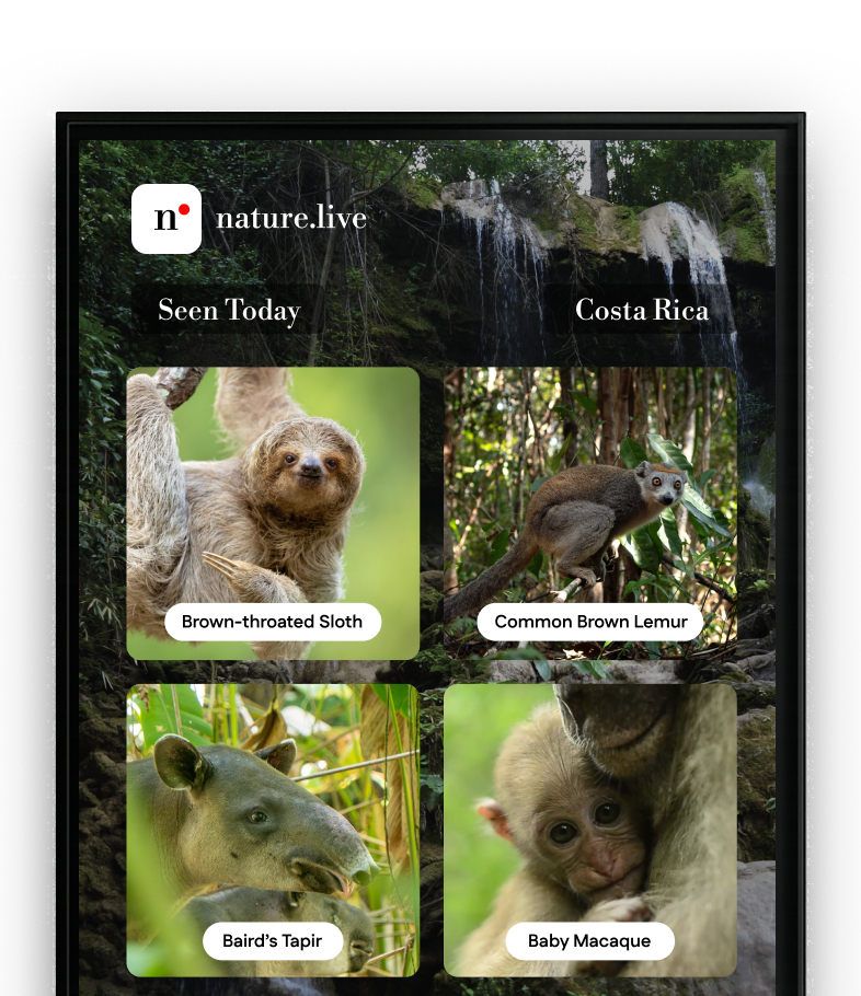 Wildlife collection grid