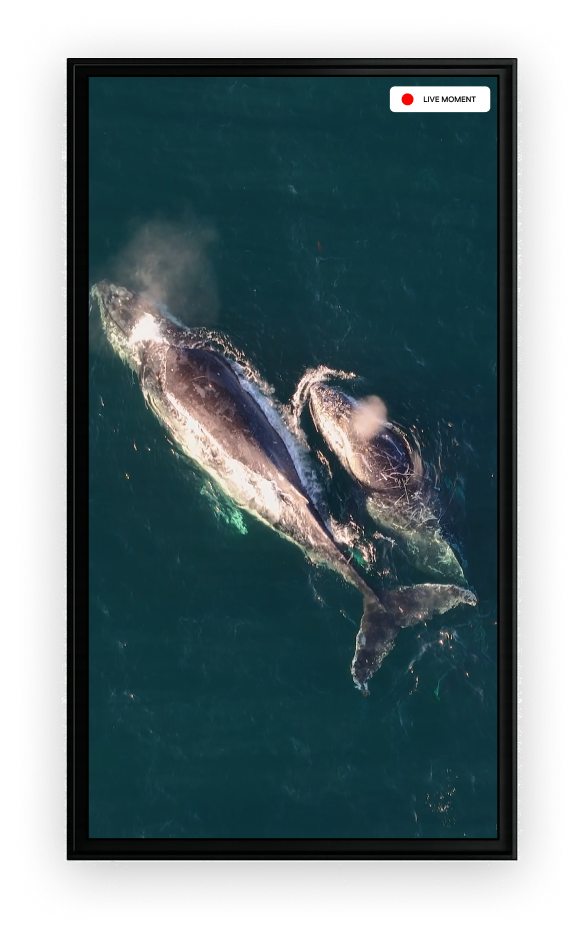 Portal Max dimensions